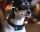 SmartDog T700 tölthető plusz elektromos komfort tréning nyakörv 
